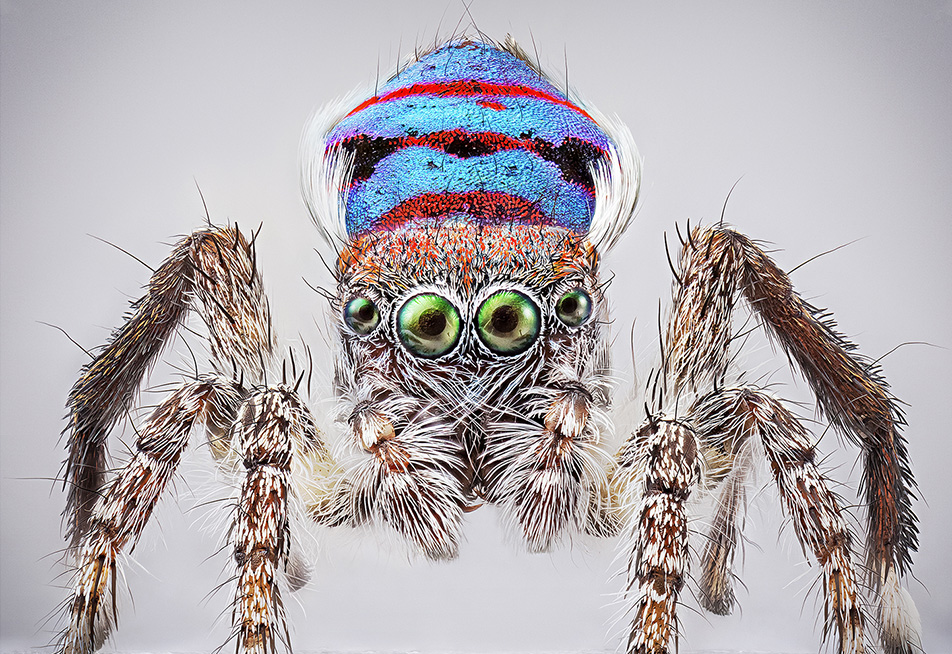 photo of a peacock spider