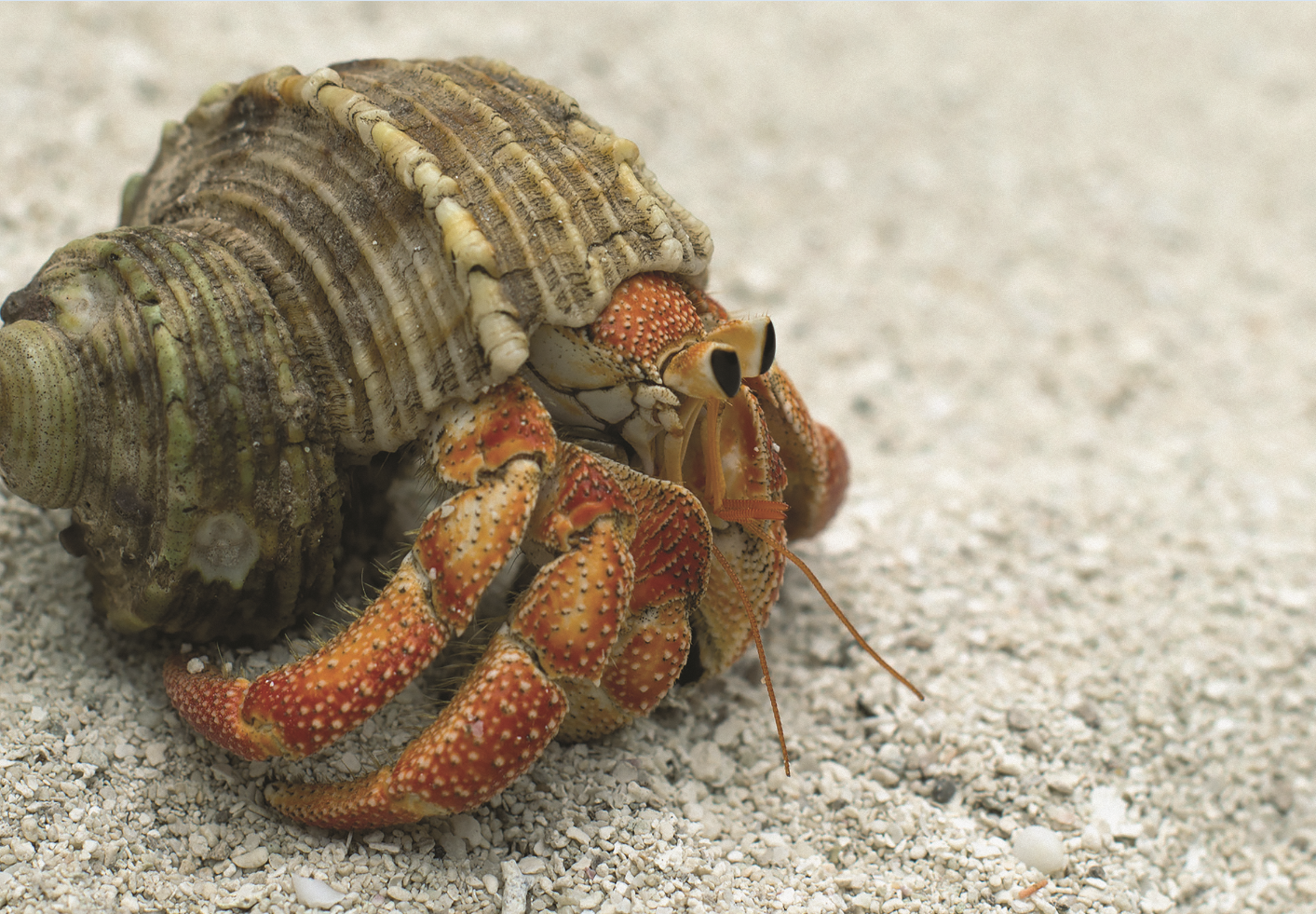 image of a hermit crab