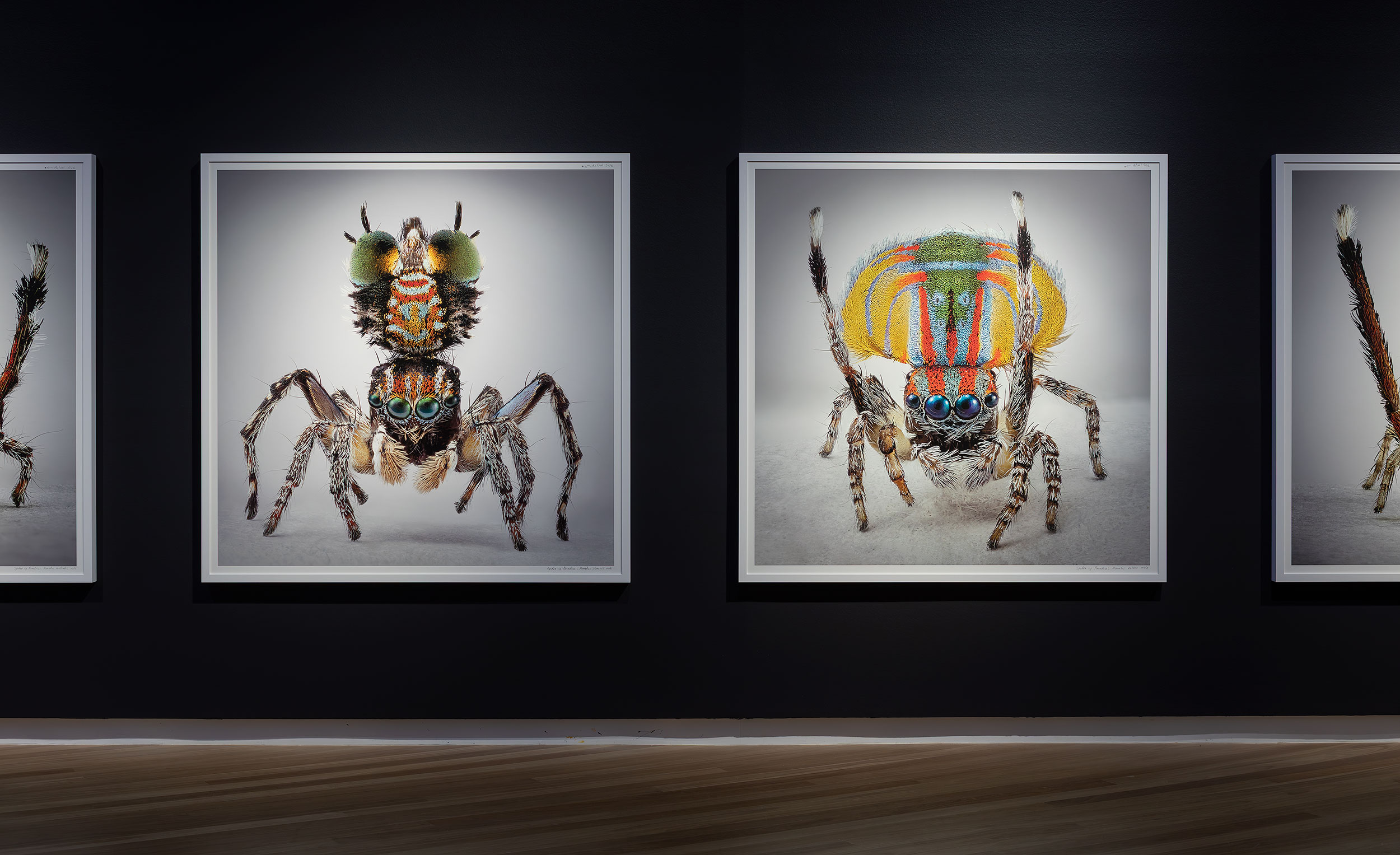 photos of maratus spiders by Maria Fernanda Cardoso