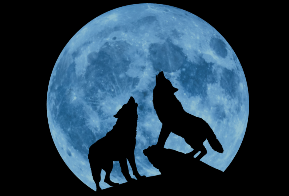 Two wolves howl (in silhouette) with a large moon behind them - Creedence Clearwater Collective