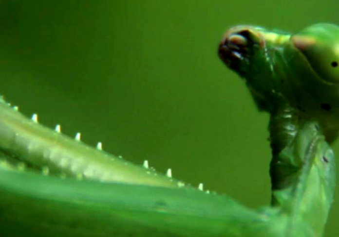 Image of praying mantis against green background